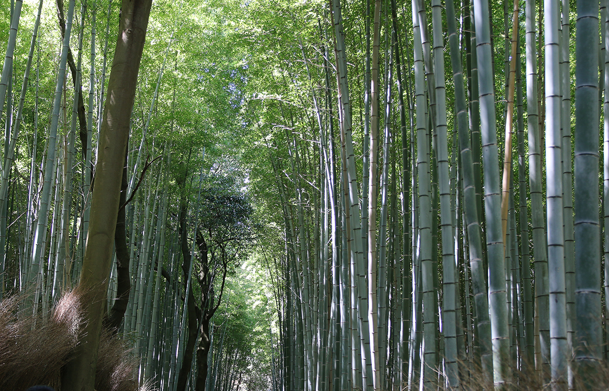 Arashiyama et sa bambouseraie